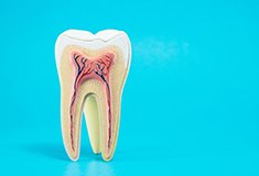anatomy of a tooth on sky blue background